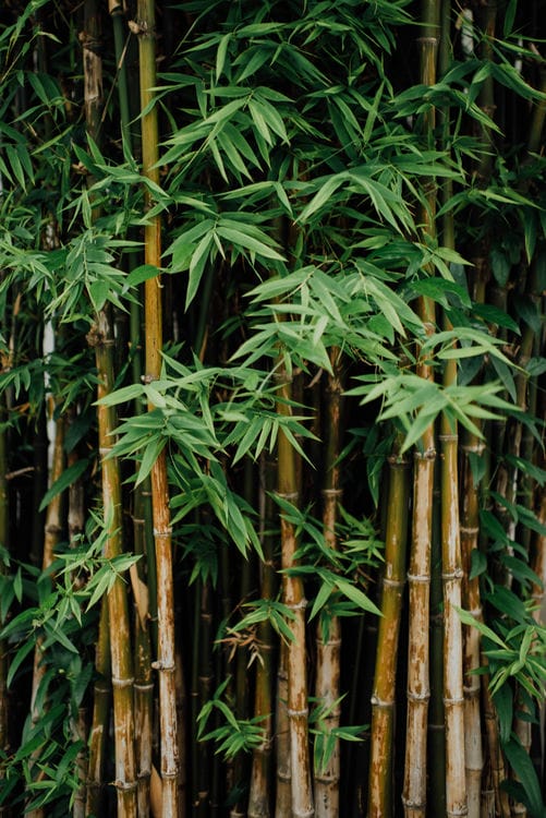 The Benefits of Bamboo Viscose