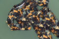 Hide & Seek camo bamboo two-piece set for kids – breathable modern camouflage bamboo clothing